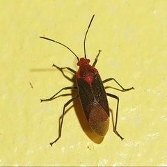 Jadera sanguinolenta
