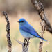 Mountain Bluebird - Photo (c) Dave Suszcynsky, some rights reserved (CC BY-NC), uploaded by Dave Suszcynsky