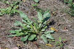 Rumex japonicus