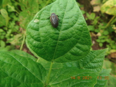 Ischnorhininae