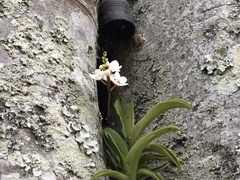 Sarcochilus