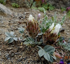 Astragalus koslovii