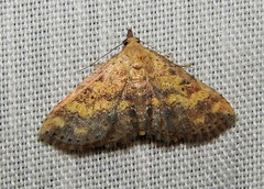 Cerynea thermesialis