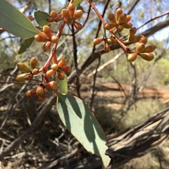 Eucalyptus dumosa