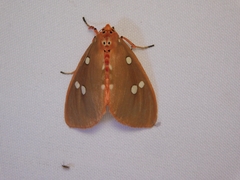 Tinolius eburneigutta