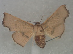 Aglaopus innotata