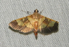Syngamia latimarginalis