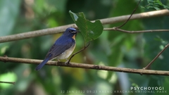 Cyornis glaucicomans