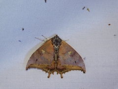 Pterocyclophora