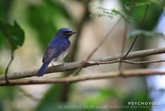 Cyornis glaucicomans