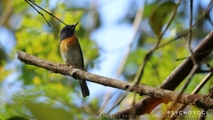 Cyornis glaucicomans