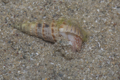 Rhinoclavis sinensis