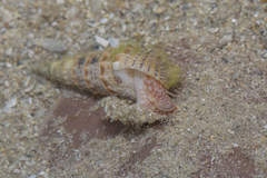 Rhinoclavis sinensis