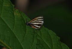 Arawacus aetolus