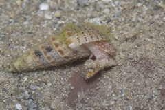 Rhinoclavis sinensis