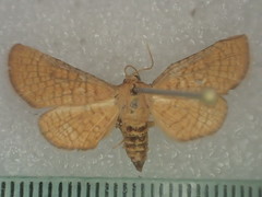 Abrotesia griphodes