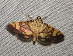 Pardomima