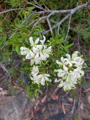 Lomatia polymorpha
