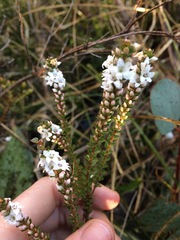 Epacris gunnii