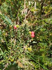 Acrothamnus montanus