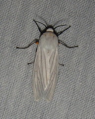 Ustjuzhania lineata