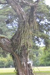 Rhipsalis floccosa
