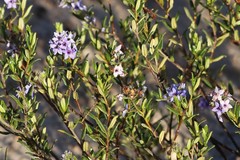 Halgania andromedifolia