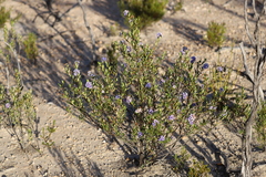 Halgania andromedifolia