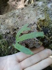 Pleopeltis angusta angusta