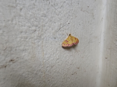 Isocentris