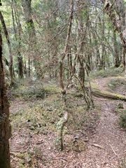 Pherosphaera hookeriana