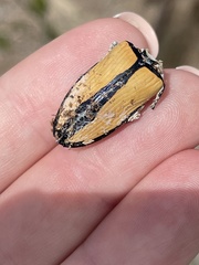 Temognatha suturalis