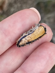 Temognatha suturalis