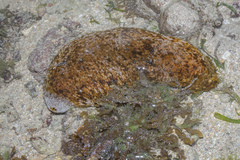 Actinopyga lecanora