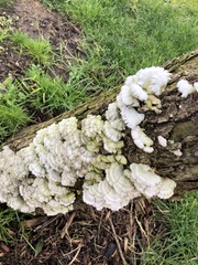 Schizophyllum commune