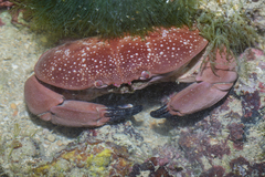Atergatis integerrimus