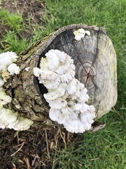 Schizophyllum commune