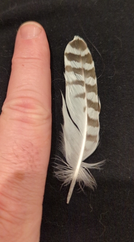 Plume de Pluvier argenté