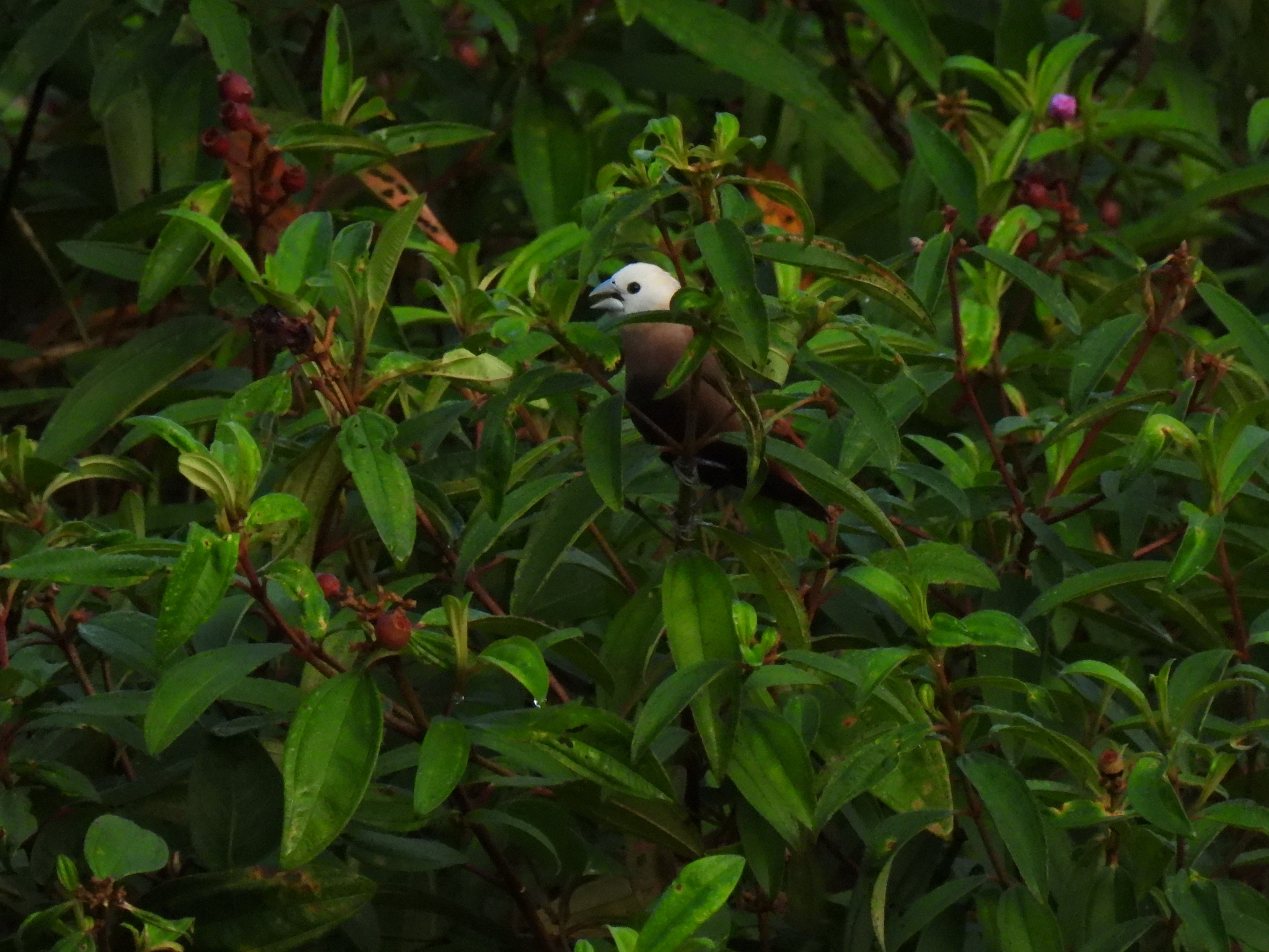 White-headed Munia (Lonchura maja)