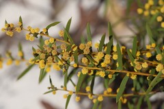 Acacia cochlearis