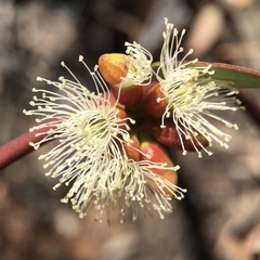 Eucalyptus dumosa