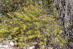 Acacia cochlearis