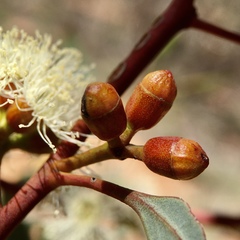 Eucalyptus dumosa