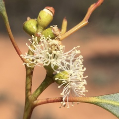 Eucalyptus dumosa