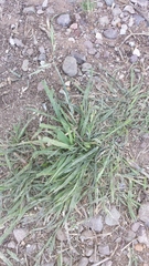 Bromus catharticus catharticus