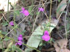 Dicliptera arnhemica