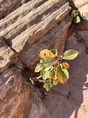 Frangula betulifolia