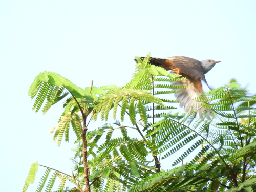 Plaintive Cuckoo (Cacomantis merulinus)