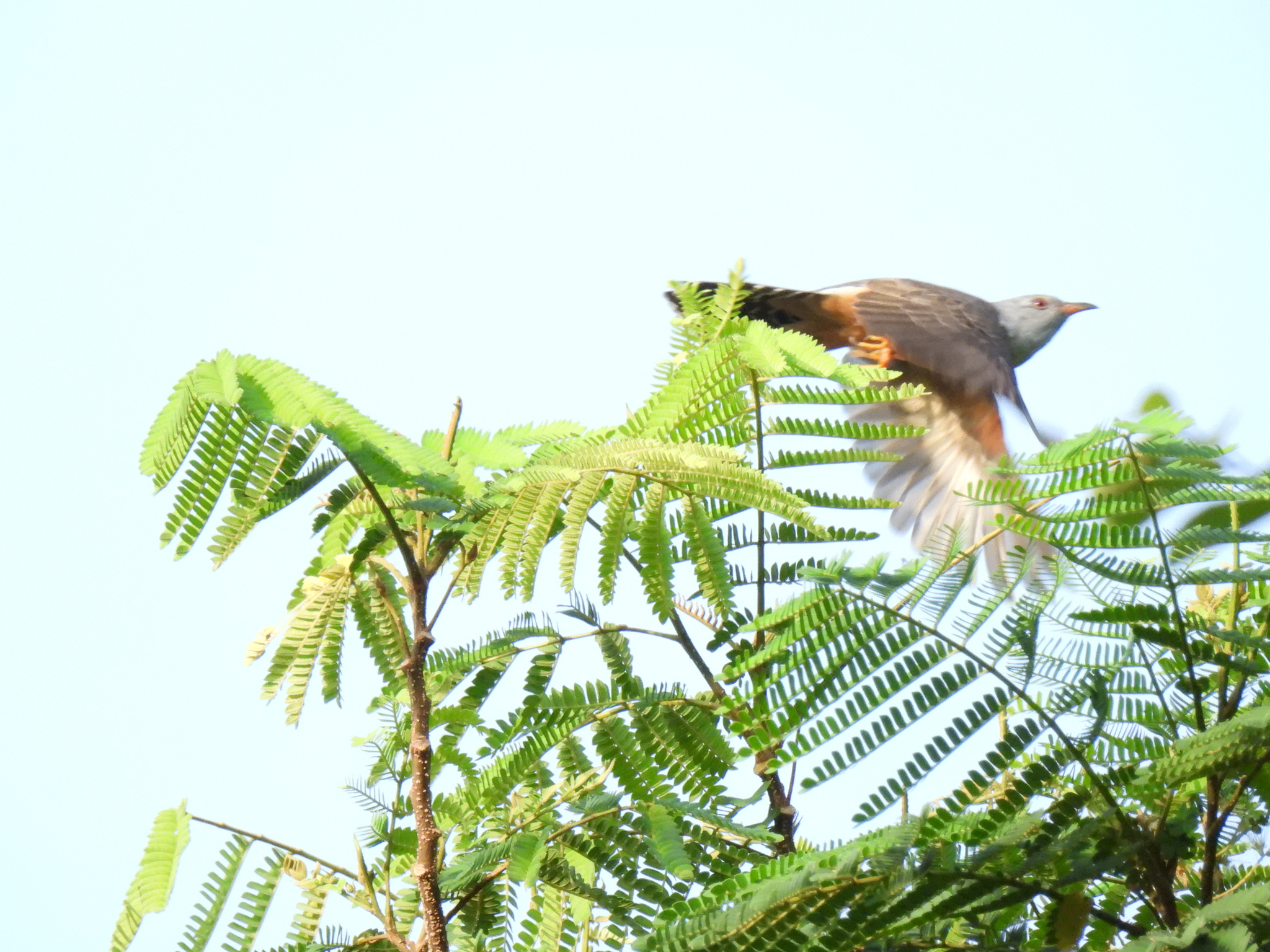 Plaintive Cuckoo illustration