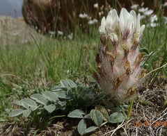 Astragalus koslovii